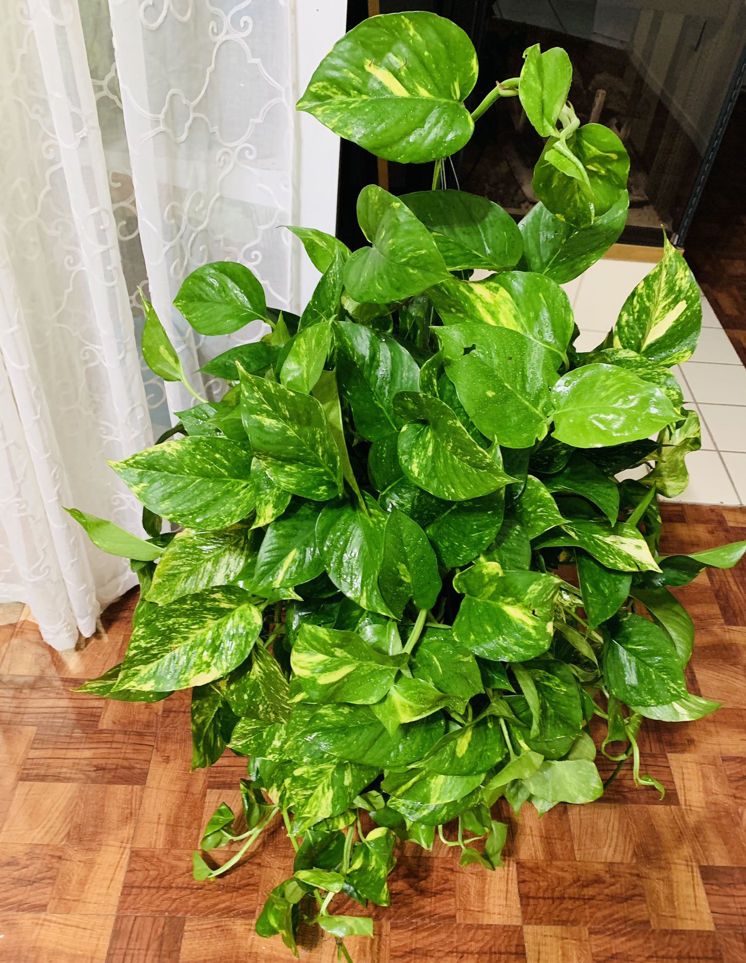 Huge Golden Pothos In 6” Nursery Pot//Pls Msg If You Really Interested to Buy💚