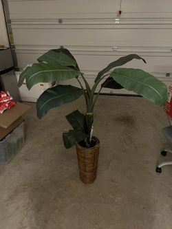 Cute Plant For Decor
