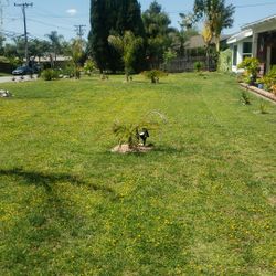 Jardinero 
