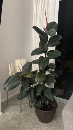 Ficus Plant for Sale 🌿