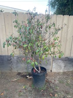 Red Tip Photinia Tree 5 Gallon Pot