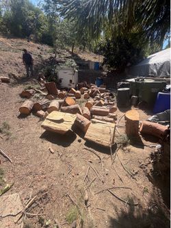 Premium pine tree wood