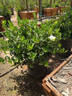 Gardenia 15gal size