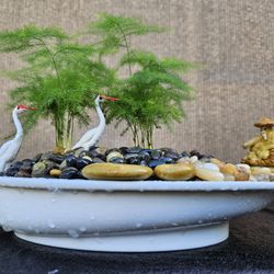 Asparagus Fern ( Asparagus setaceus ) Bonsai Tree, Outdoor and Indoor plant