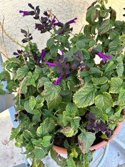 All Plants Must Go. Plants $2-20 