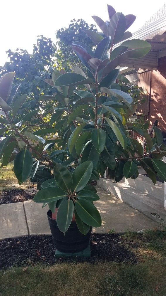 Monster Rubber Tree Plant Over 20 Years Old