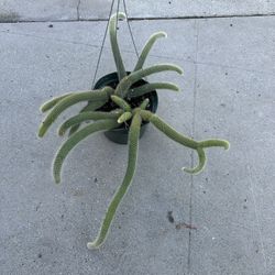8” Monkey Tail Cactus
