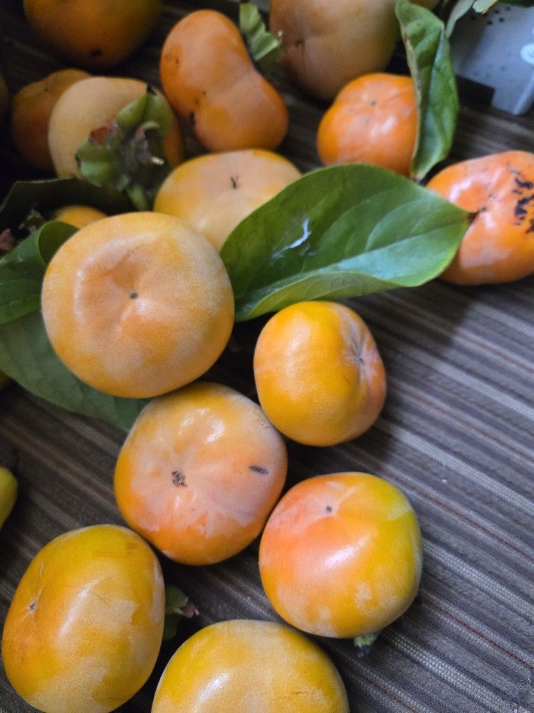 sweet persimmon for sale organic