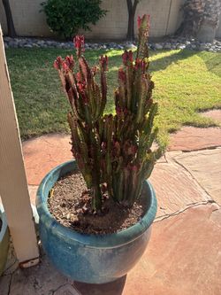 Giant Potted Live Succulents in 5gal Glazed Clay Pot Heavy Duty