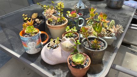 Assorted Succulents