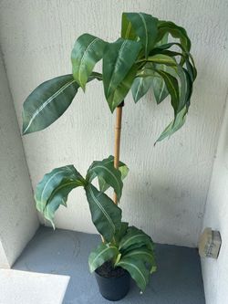 Plant