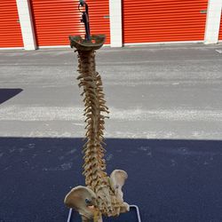 Spinal Cord Model 