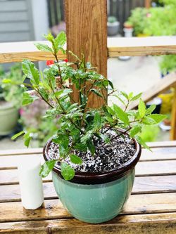 Live outdoor Sweet Bay Laurel tree (Bay Leaf) plant in a ceramic planter pot—firm price