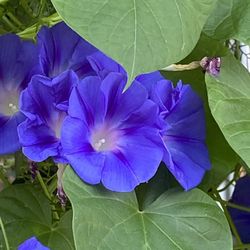 Morning Glory Seedlings . 