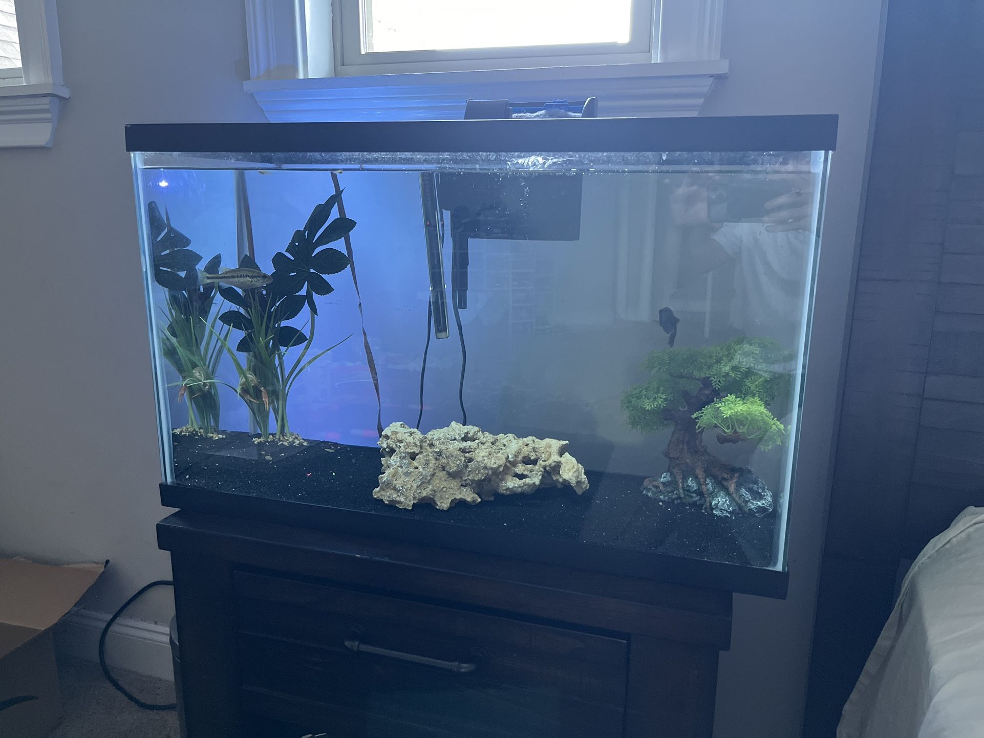 30 Gallon Fish Tank