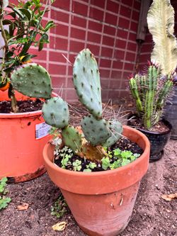Prickly pear cactus with blue tint
