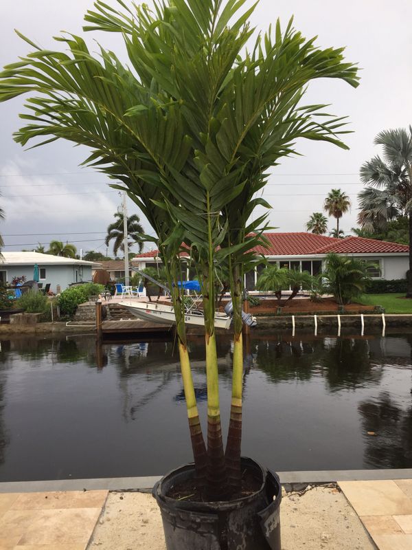 Triple Christmas palm trees for Sale in Pembroke Pines, FL OfferUp