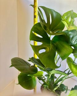 Monstera deliciosa