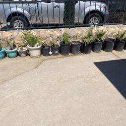 Different Size  Palms.    10.00. to  20.00