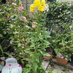 Evening Primrose