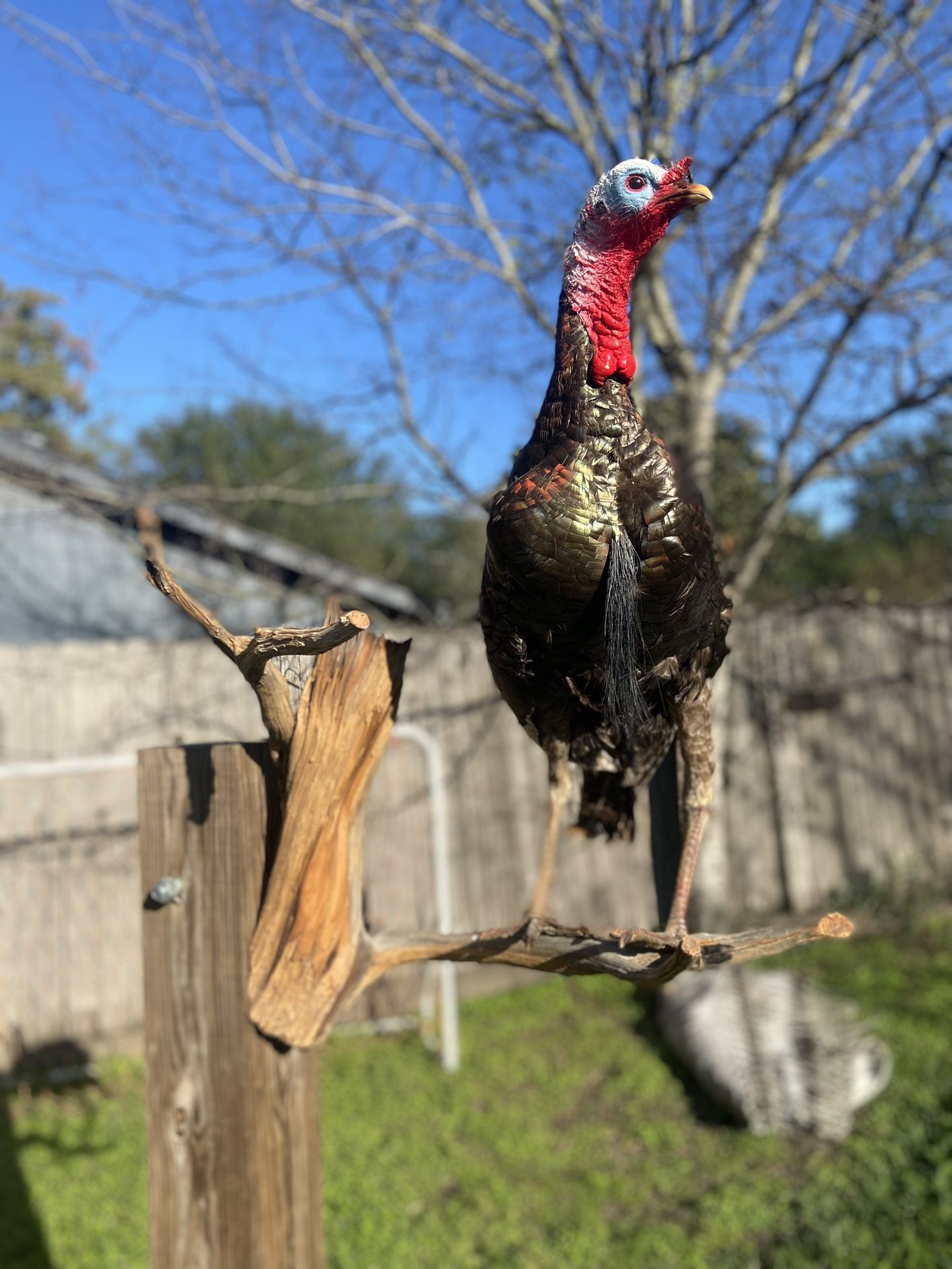 Turkey Taxidermy Mount Full-size On Berch