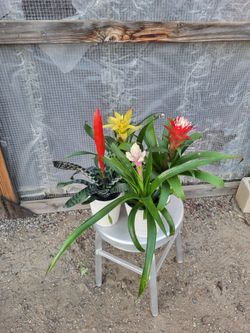 Bromeliad 4" Nursery Pot $3 each