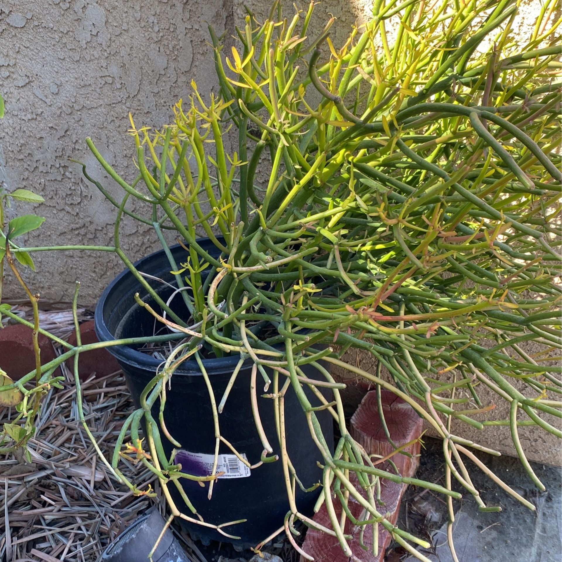 Fire Stick Succulent Cactus 5gal Pot