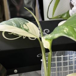 Variegated Monstera Lechleriana Plant Cutting (pls Read Description Below)