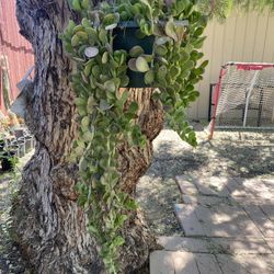 Jade Plant