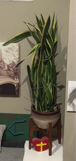 Plants