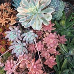 Beautiful Colors Succulents.