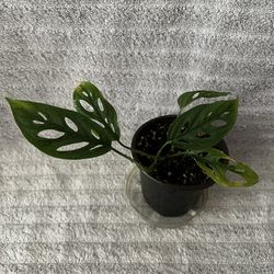 Monstera Adansonii Plant