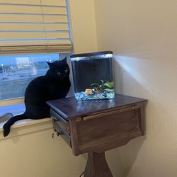 Fish Tank