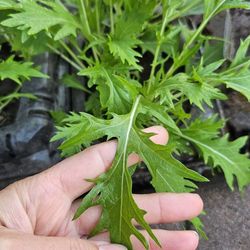 Mizuna Mustard Plants Greens, Ready To Harvest