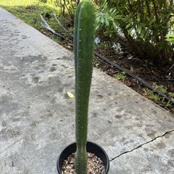 San Pedro Cactus