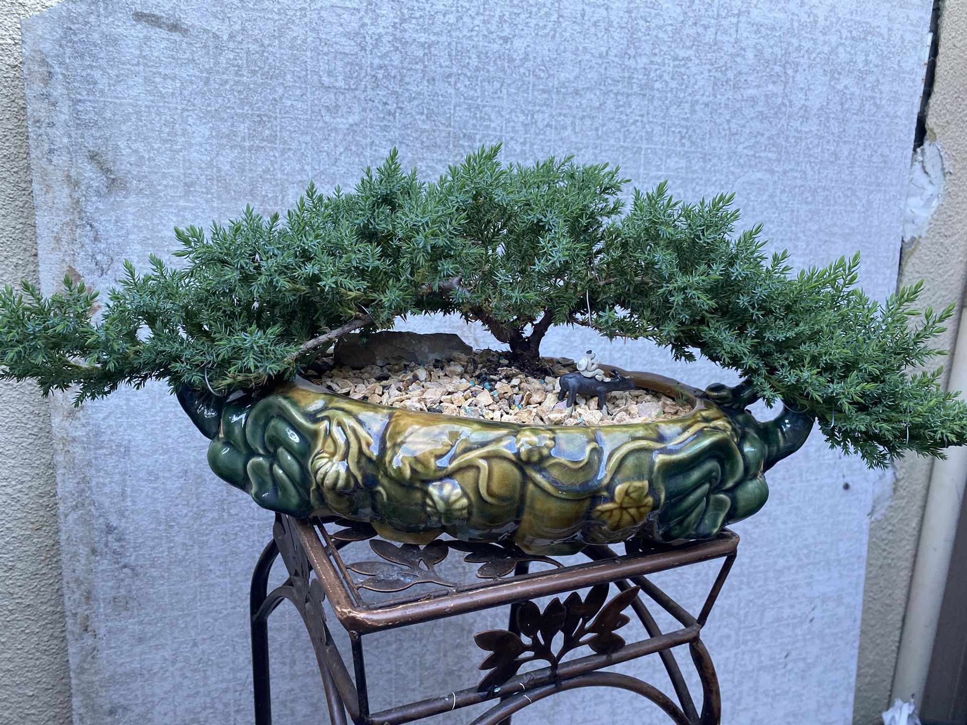 Bonsai Japanese Garden Juniper Planted In 2 Emds Elephant Pot