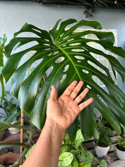 Monstera de hojas gigantes