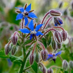 10 Borage Seed Bombs — Edible Blue Starflower | Bee Magnet | Medicinal Herb | Cucumber Flavor