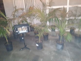 King Palms For Sale