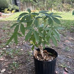 Cassava Plant 