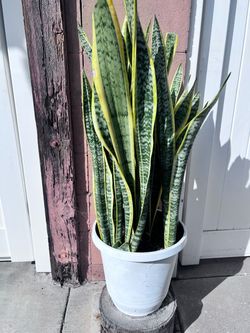 Snake Plant or mother-in-law's tongue