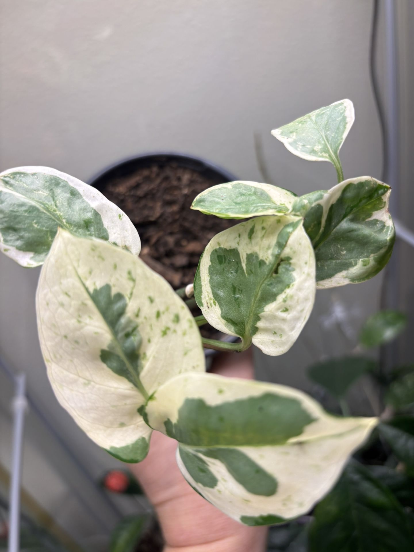 Variegated Pothos