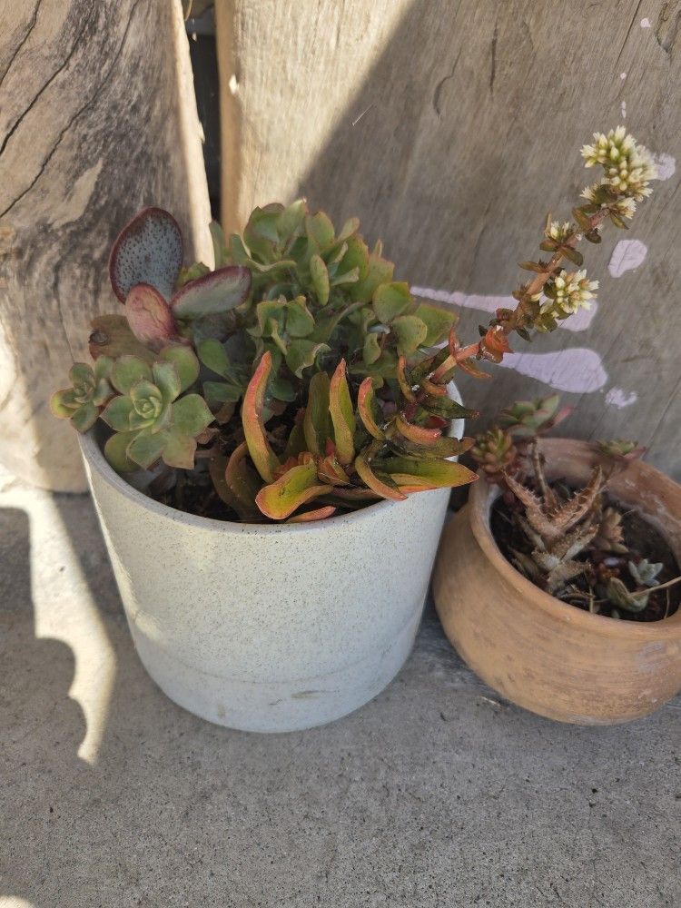 Potted Succulent Assortment Ceramic Pot