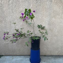 Bugambilia Flower Plant
