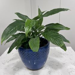 Peace Lilly