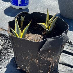 American Agave Succulents