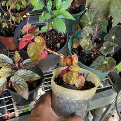 Begonia Manaus 6” Nursery Pot