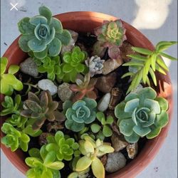 Succulent Arrangement 
