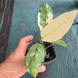 Variegated Philodendron Plant in Pot