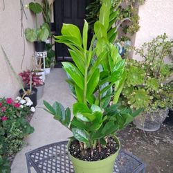 Green Z  Z  "Zamioculcas Zamiifolia " Plant $30